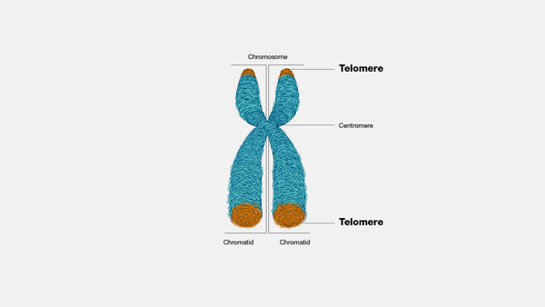 ¿Cómo recuperar el tamaño de los telómeros?