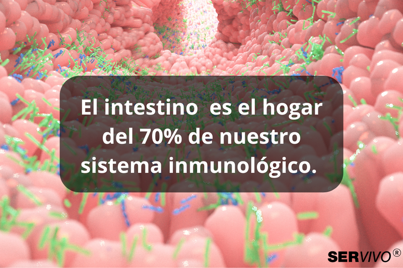 Salud intestinal y sistema inmunológico: Una relación inseparable